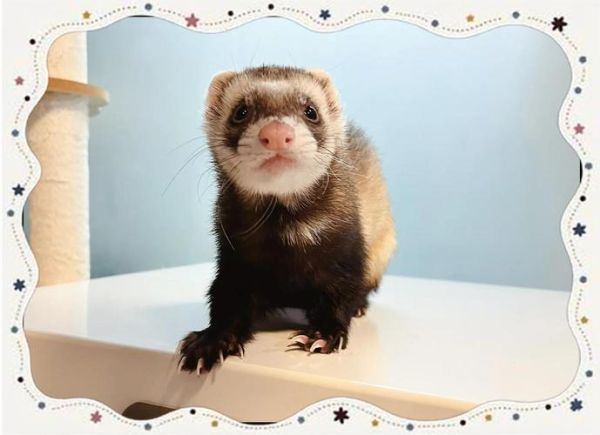 水貂养殖前景怎么样_2024年还能赚钱吗