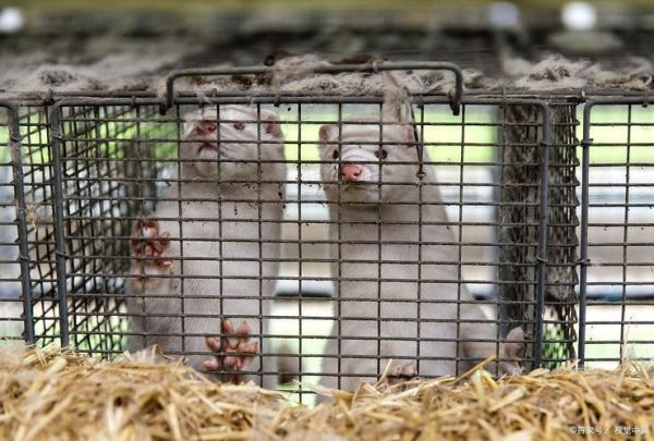 水貂养殖前景怎么样_2024年还能赚钱吗