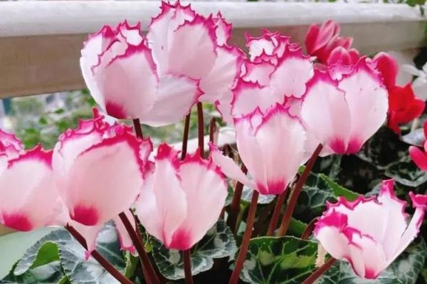 中国花卉市场前景如何_2024年种什么花最赚钱