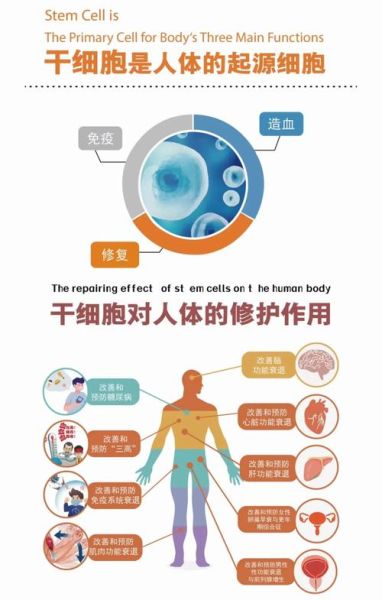 干细胞治疗安全吗_干细胞能治疗哪些疾病