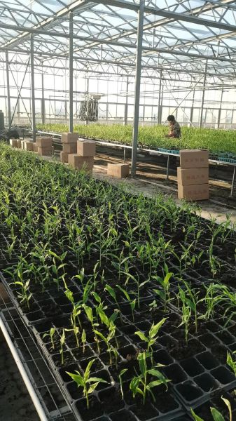 种植生姜前景怎么样_生姜种植赚钱吗