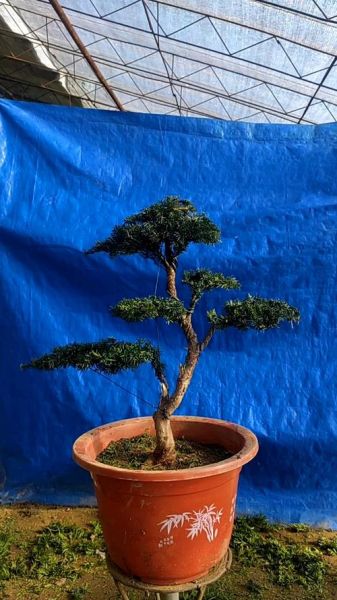 绿化苗木价格走势_适合北方种植的树种有哪些