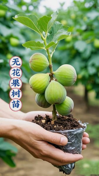无花果种植前景怎么样_无花果市场利润有多大