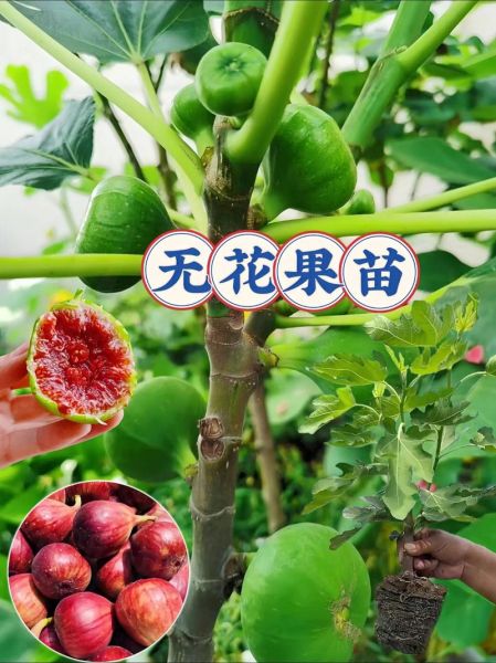 无花果种植前景怎么样_无花果市场利润有多大
