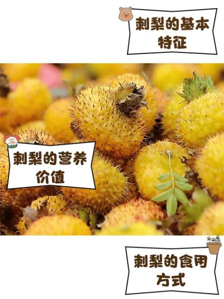 刺梨市场前景如何_刺梨行业赚钱吗