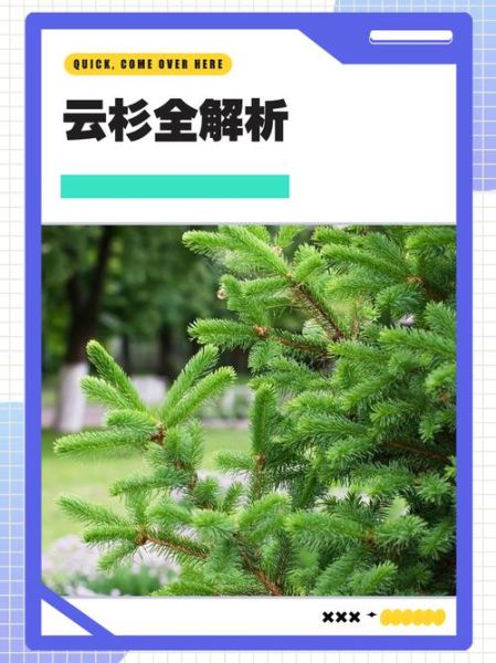 云杉前景怎么样_云杉种植前景分析
