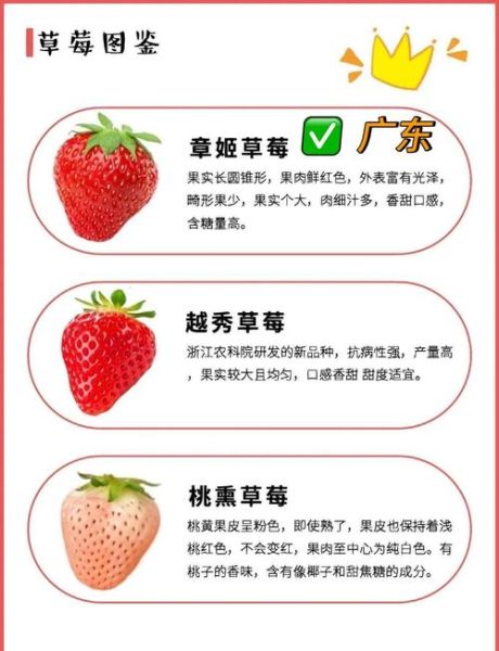 草莓种植赚钱吗_草莓市场前景怎么样