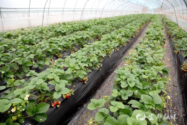 草莓种植赚钱吗_草莓市场前景怎么样