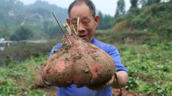 红薯种植赚钱吗_红薯深加工有哪些项目