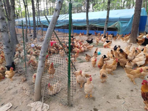 土鸡养殖赚钱吗_土鸡市场前景怎么样