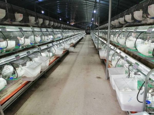 2019养殖业前景如何_养殖业什么最赚钱