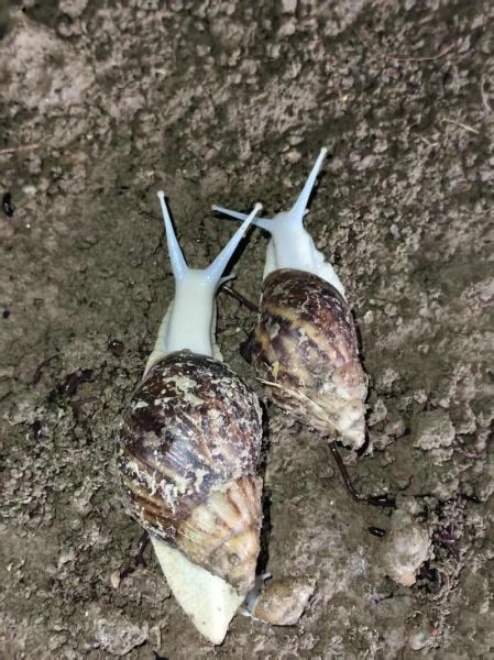 白玉蜗牛养殖前景怎么样_白玉蜗牛市场销路好吗