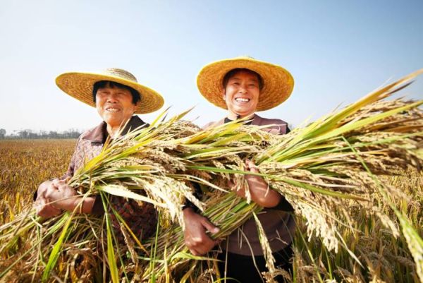 水稻种植技术_水稻亩产多少斤