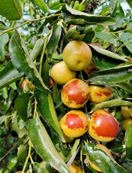 冬枣种植前景怎么样_冬枣市场销路好吗