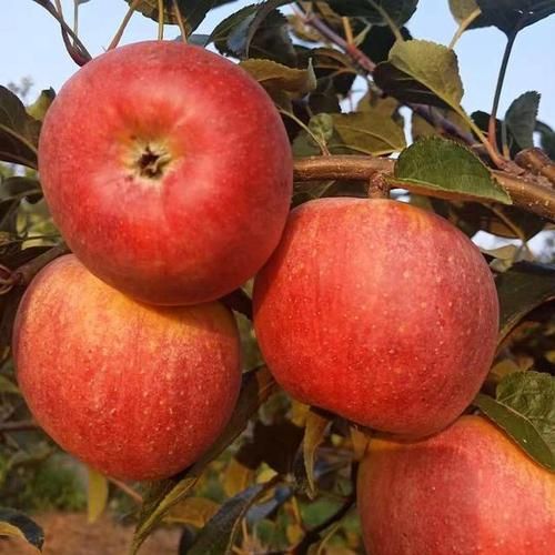 苹果市场前景怎么样_苹果种植还能赚钱吗