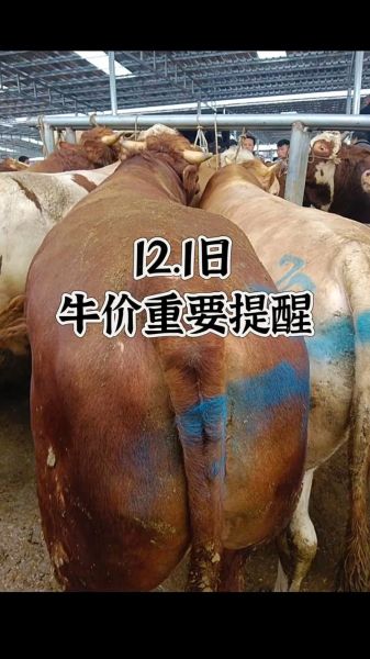 牛肉价格会涨吗_2024养牛赚钱吗