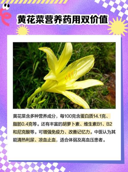 黄花菜种植前景如何_2024年黄花菜价格走势