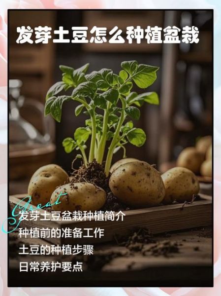 土豆种植前景怎么样_土豆未来市场趋势