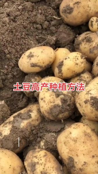 土豆种植前景怎么样_土豆未来市场趋势