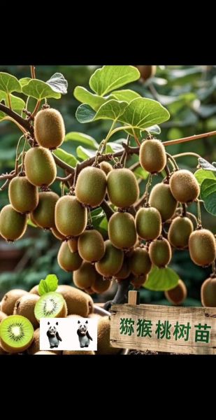 猕猴桃种植前景怎么样_猕猴桃一亩利润有多少