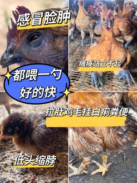 家禽养殖赚钱吗_新手如何起步