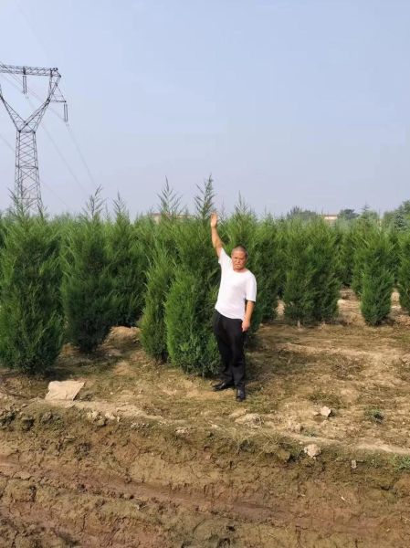 苗圃基地怎么选址_苗圃种植什么树最赚钱