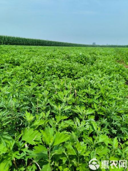 艾叶种植前景怎么样_艾叶市场未来五年需求预测
