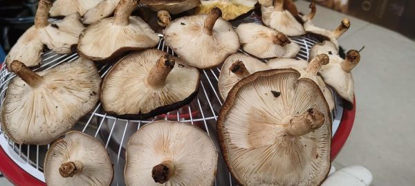 香菇种植前景如何_香菇深加工有哪些新趋势