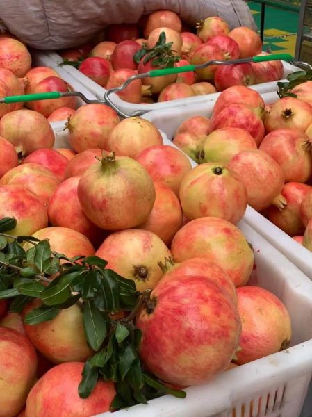 石榴市场前景怎么样_石榴种植赚钱吗