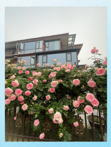 月季前景怎么样_月季花种植前景如何