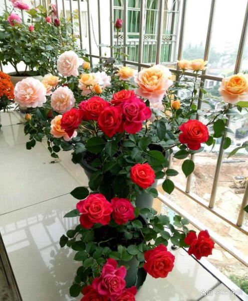 月季前景怎么样_月季花种植前景如何