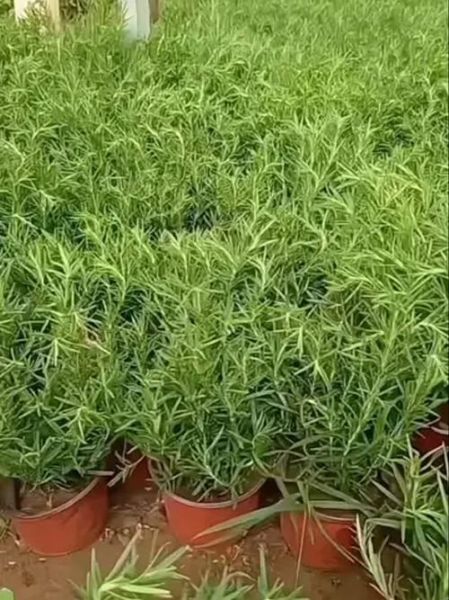 迷迭香种植前景如何_迷迭香种植赚钱吗