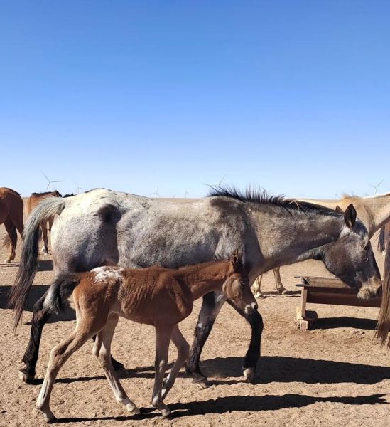 马养殖前景怎么样_2024年养马赚钱吗