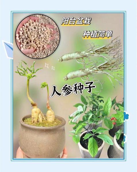 人参种植前景怎么样_人参市场未来五年趋势