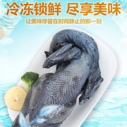 乌鸡养殖前景怎么样_乌鸡养殖赚钱吗