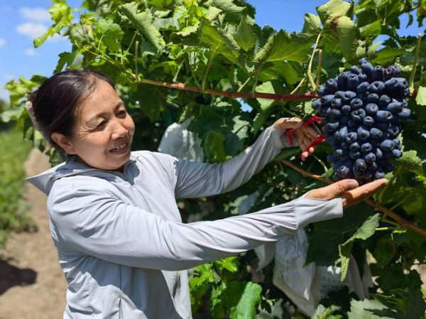 葡萄市场前景怎么样_2024年葡萄种植赚钱吗