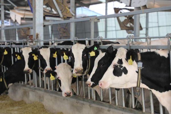 奶牛养殖前景怎么样_未来奶牛产业赚钱吗