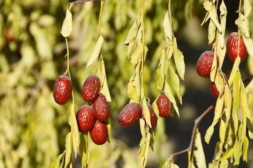 种红枣赚钱吗_红枣种植前景怎么样