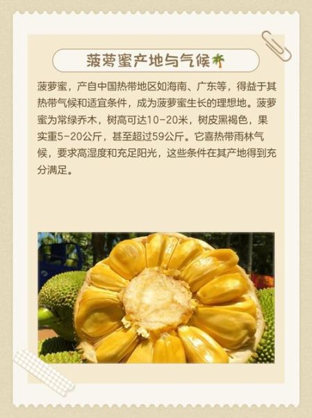 菠萝蜜种植前景如何_菠萝蜜市场销路好吗