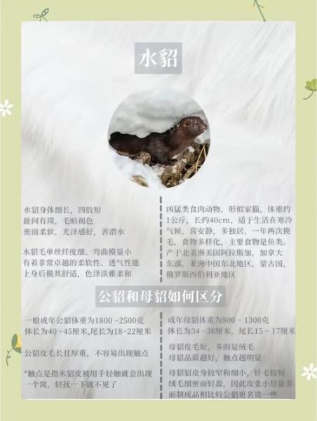 皮草怎么保养_真皮草和假皮草区别