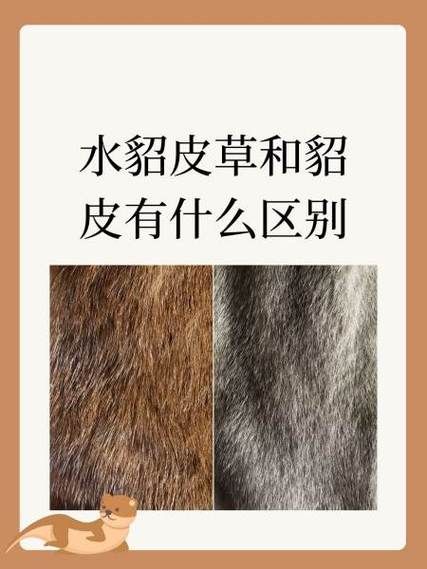 皮草怎么保养_真皮草和假皮草区别