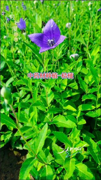 桔梗多少钱一斤_桔梗种植前景怎么样