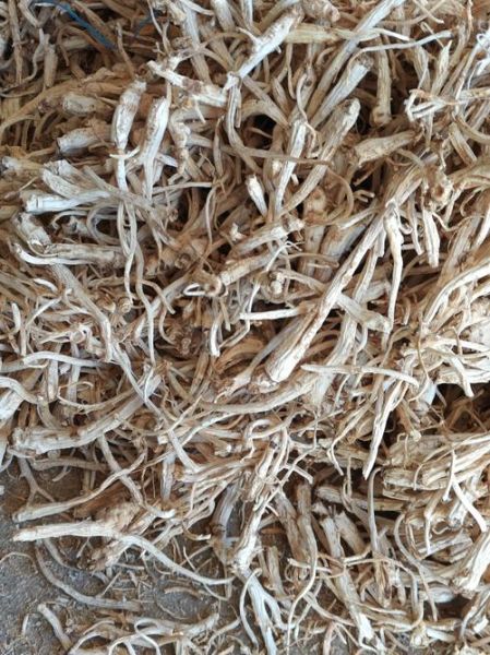 桔梗多少钱一斤_桔梗种植前景怎么样