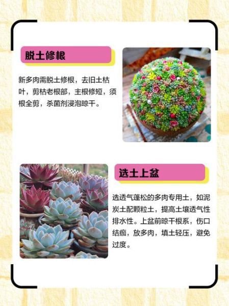 多肉植物赚钱吗_新手如何入门