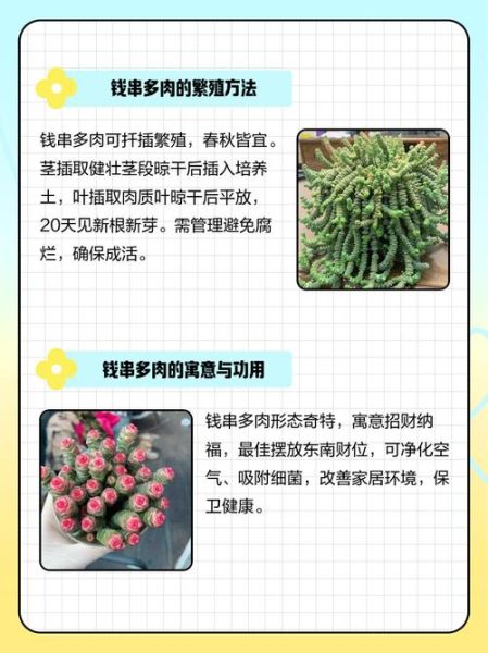 多肉植物赚钱吗_新手如何入门