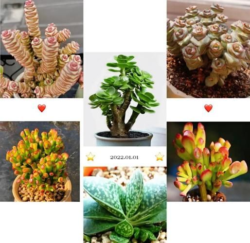 多肉植物赚钱吗_新手如何入门