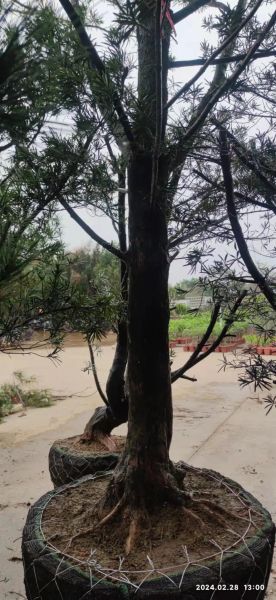 罗汉松前景怎么样_罗汉松未来市场趋势