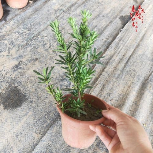 罗汉松前景怎么样_罗汉松未来市场趋势