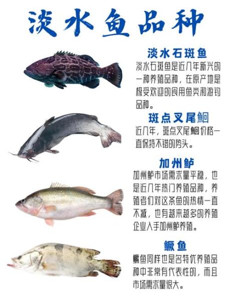 淡水鱼养殖赚钱吗_新手适合养什么品种