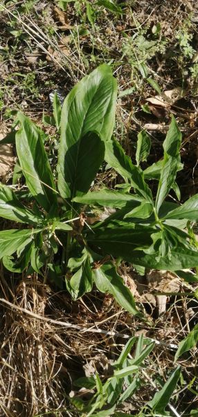 天南星种植前景如何_天南星价格走势分析
